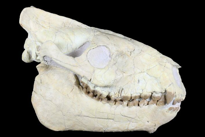 Fossil Oreodont (Merycoidodon) Skull - Wyoming #176385